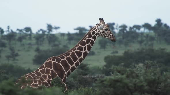 A Tall Giraffe Walking Slowly Behind The Bushes In Kenya Wildlife - Wide Shot