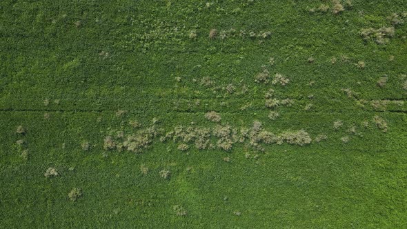 Weeds In The Field, Agriculture  