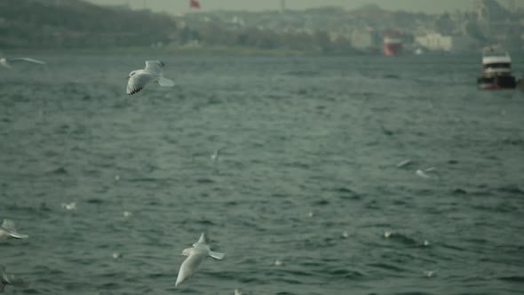 A flock of seagulls flying against the sky,beautiful playful birds,many flying seagulls.