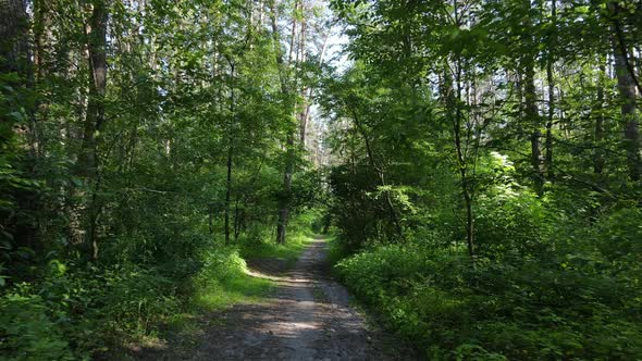 Beautiful Green Forest on a Summer Day Slow Motion