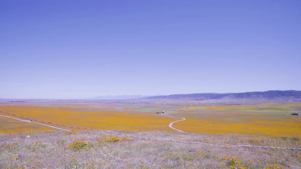 View of the Yellow Poppy Fields from atop a hill. The Antelope Valley Poppy Reserve in Lancaster, Ca