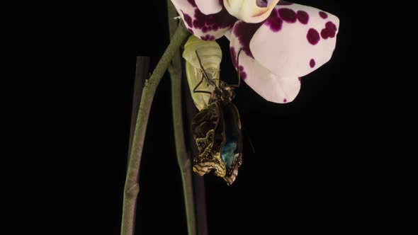 The Process of Emergence of the Morph Butterfly From the Pupa Timelapse the Butterfly Is Born From