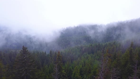 Mountain forest. Flying over pine forest in beautiful clouds. Misty forest. Fog in the mountains