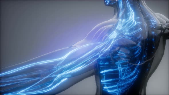 Blood Vessels of Human Body alt