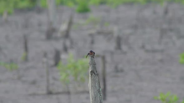 Pacific swallow perching on dead tree. Bird standing, grooming, chirp on wooden stub then fly away