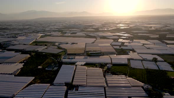 Greenhouses Plantation at Sunset