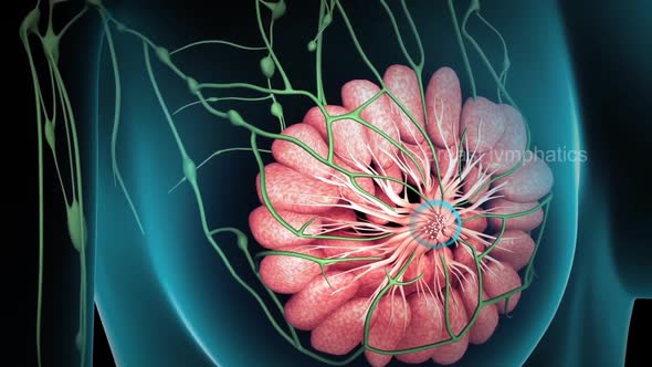 Anatomy of the female breast