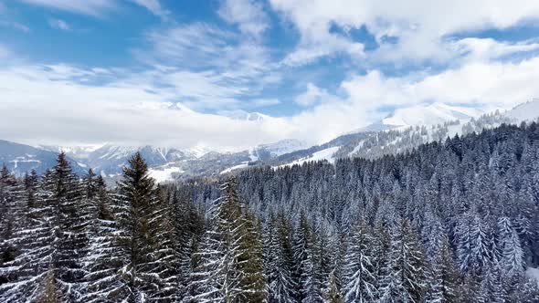Beautiful Snow Covered Fir Forest Trees Motion View in Mountains