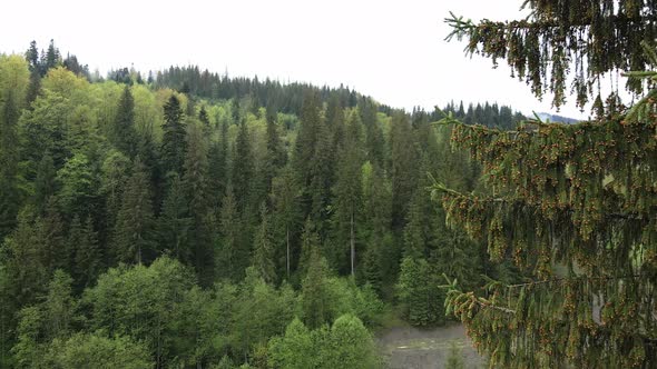 Ukraine, Carpathian Mountains: Spruce in the Forest. Aerial