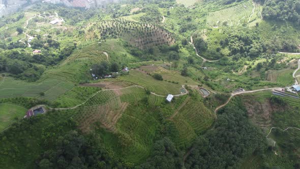 Aerial view highland plantation