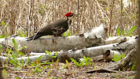 Pileated woodpecker searching for insect larvae in dry trunk on the ground. bird feeding