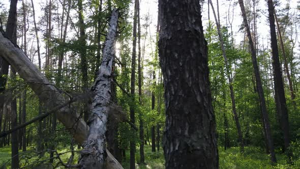 Wild Forest Landscape on a Summer Day