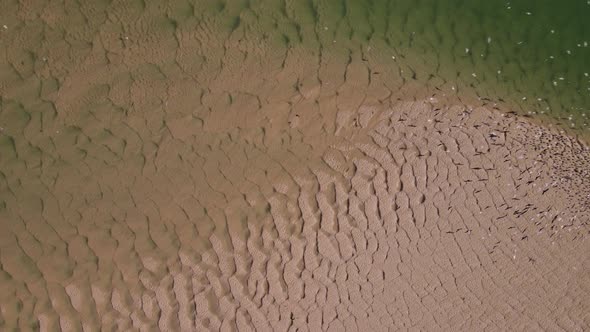 Overhead aerial of Caspian terns flying and landing on sandbank of estuary