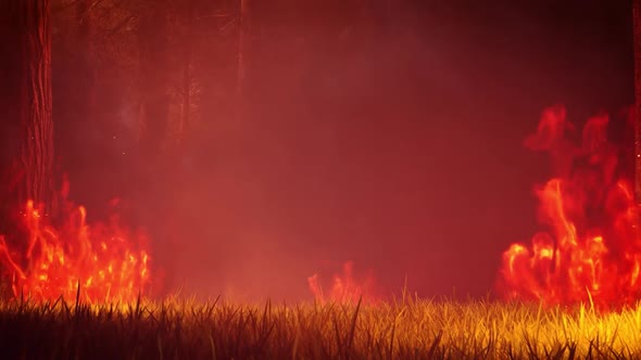 Forest Wildfires 4K 07