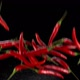 Red chili peppers flying up on black background - VideoHive Item for Sale
