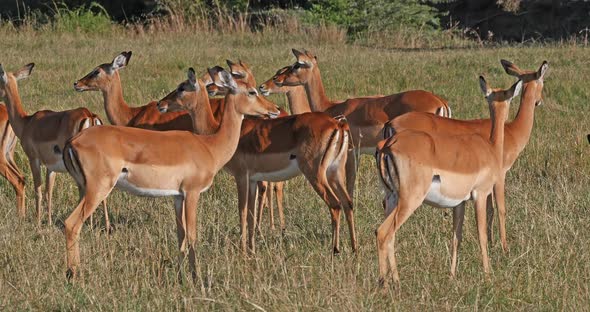 Impala, aepyceros melampus, Herd of Females, Masai Mara Park in Kenya, Real Time 4K
