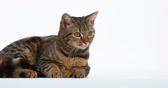 Brown Tabby Domestic Cat on White Background, Real Time 4K