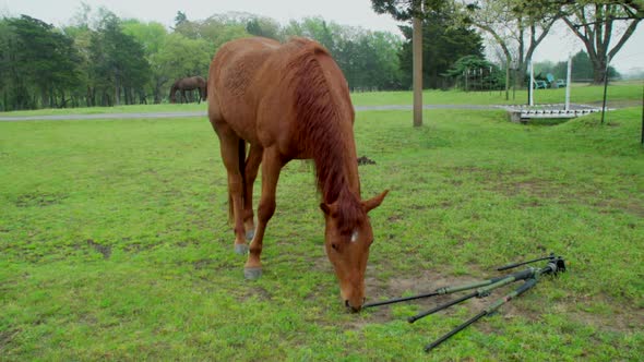 This is a shot of a curious horse inspecting my tripod. The horse knocks over the tripod and starts