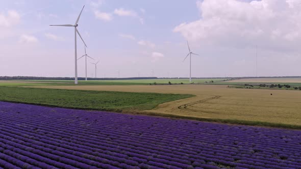 Aerial View of Blooming Lavender