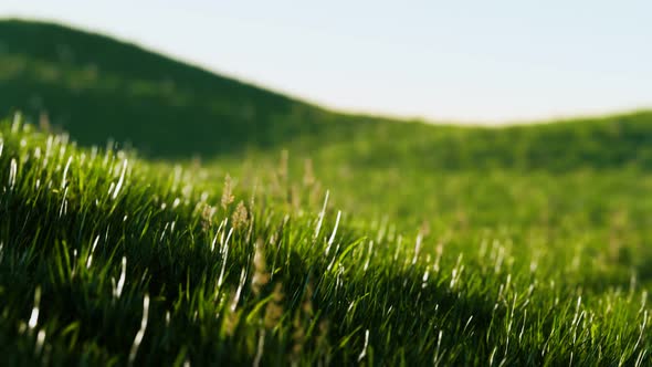 Green Fresh Grass As a Nice Background