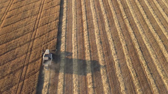 Combine Harvester Cutting Wheat