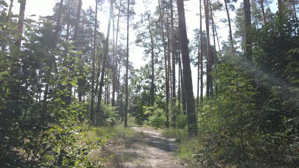 Trees in the Forest During the Day