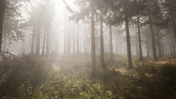 Sunbeams in Natural Spruce Forest alt