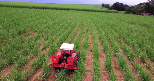 Sugarcane plantation being fertilized. Aerial View.