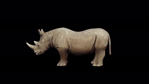 4K Rhinoceros Idle