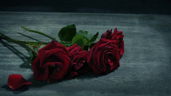 Roses Dropped Onto Floor And Stepped On