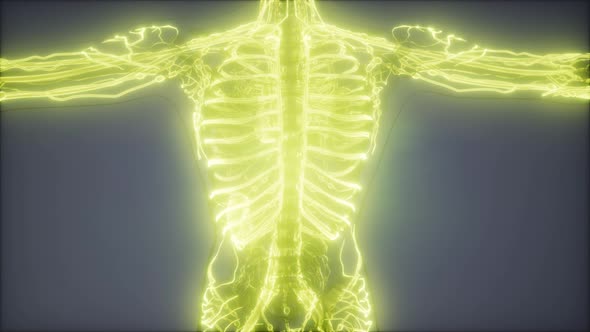 Blood Vessels of Human Body alt