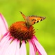 The beautiful Vanessa cardui butterfly pollinates the Echinacea flower. Close-up. - VideoHive Item for Sale