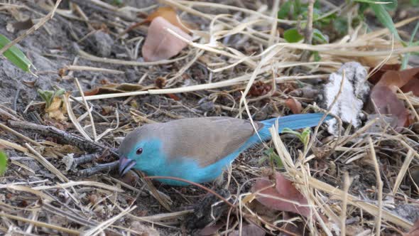 Blue Waxbill searching for food