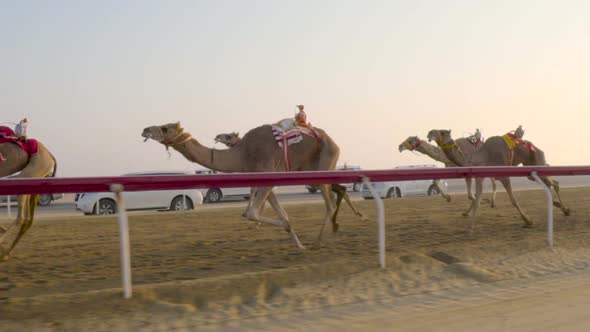 Camel race in slow motion. camel running. DOHA. Qatar. Camel in desert in Persian Gulf