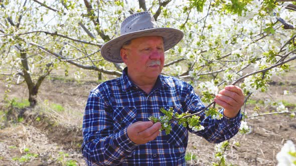 Senior Man Farmer Working Analyze the Flowers on the Fruit Tree