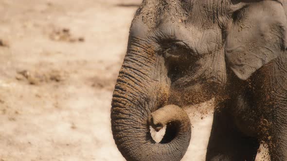 An asian elephant throwing dirt