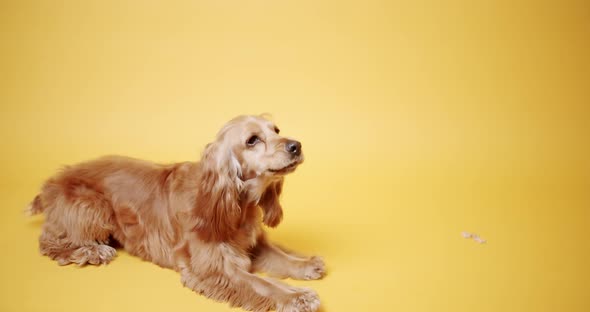 English Cocker Spaniel Looking at Camera on a Yellow Background