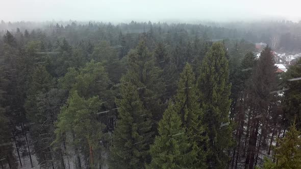 A Vertical Inspection of Pines and Spruces in a Snowfall