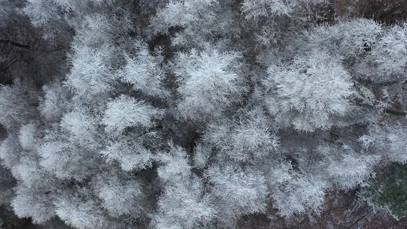 White Trees from Above