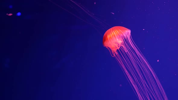 Shiny Vibrant Fluorescent Jellyfish Glow Underwater, Dark Neon Dynamic Pulsating Ultraviolet Blurred