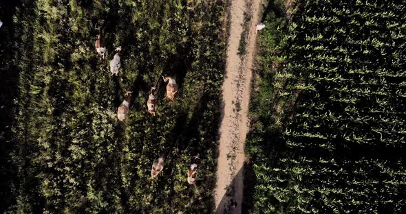 Top View Of Herd Of Cattle Walking At  The Green Meadow On A Summer Day. aerial