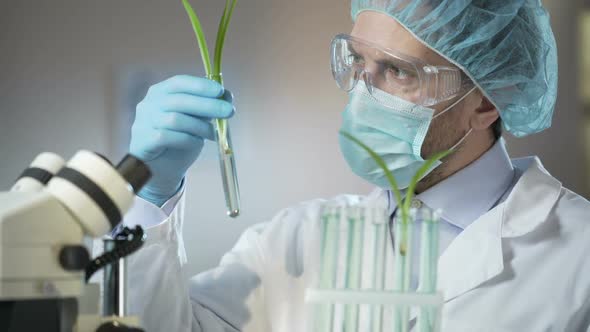 Scientific Laboratory Worker Examining Sprouts of Artificially Excreted Cereals