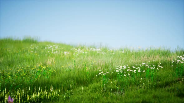 Field of Green Fresh Grass Under Blue Sky