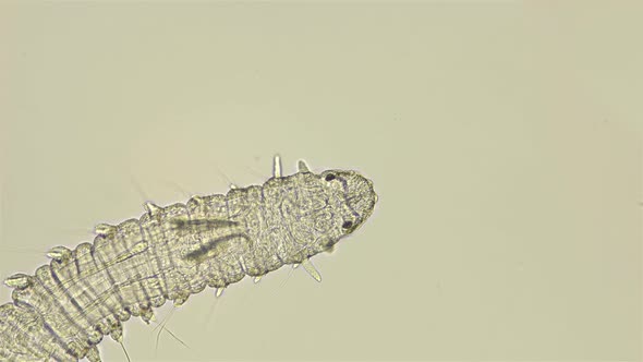 Phalacrophorus Pictus Worm Under a Microscope, Family Iospilidae, Class Polychaeta