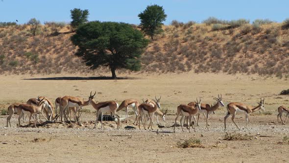 Time Lapse   Springbok Antelopes At A Waterhole