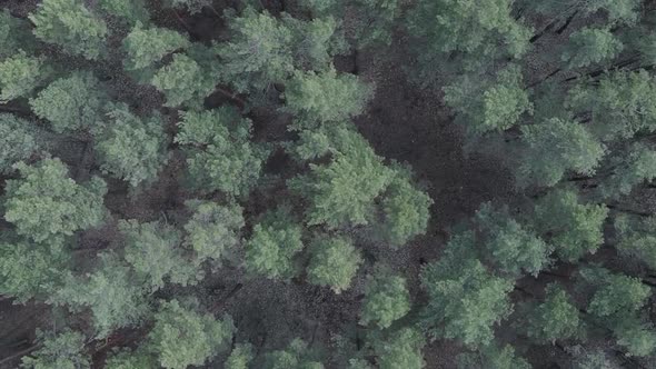 Vertical Video of Green Pine Forest By Day Aerial View