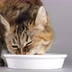 Cat eats pet food from a bowl, close up. 4K UHD video - VideoHive Item for Sale