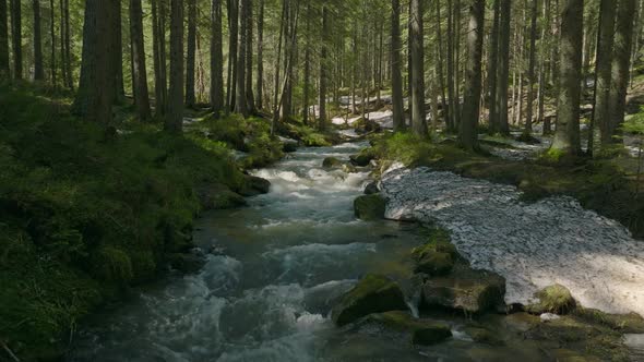 River Forest Water Nature Sun Snow Grass Green Wood Tree Magic Ice Clean