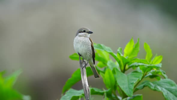 Red Backed Shrike