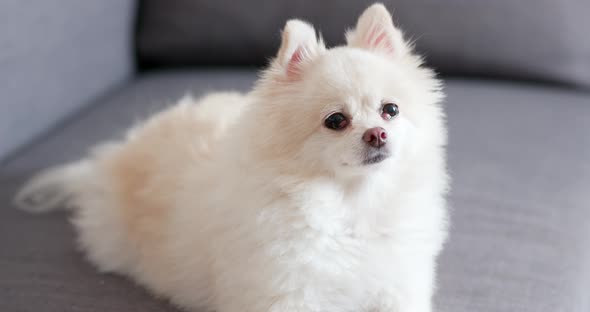 White Pomeranian dog lying on sofa